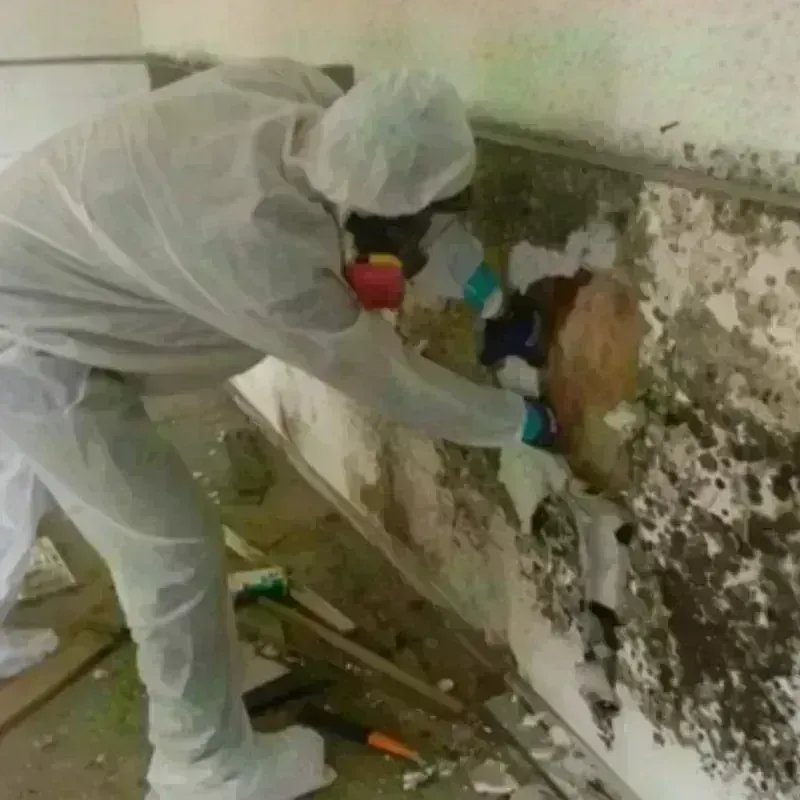 Mold Remediation and Removal in Aliquippa, PA